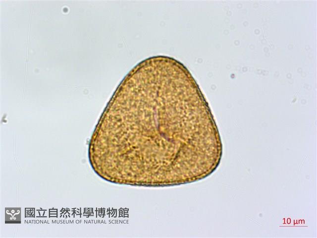 全緣鳳丫蕨藏品圖，第3張