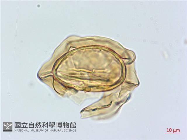 深山雙蓋蕨藏品圖，第3張