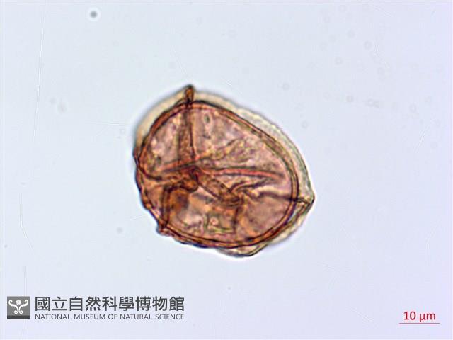 登錄號:P020032藏品圖，第3張