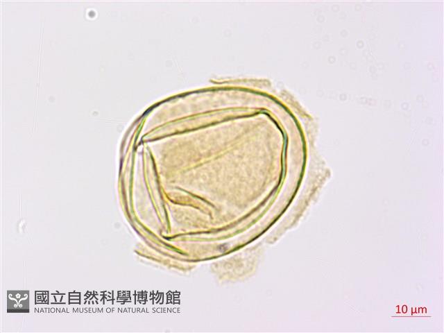 登錄號:P009762藏品圖，第4張