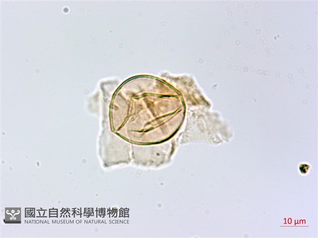 長柄牙蕨藏品圖，第4張