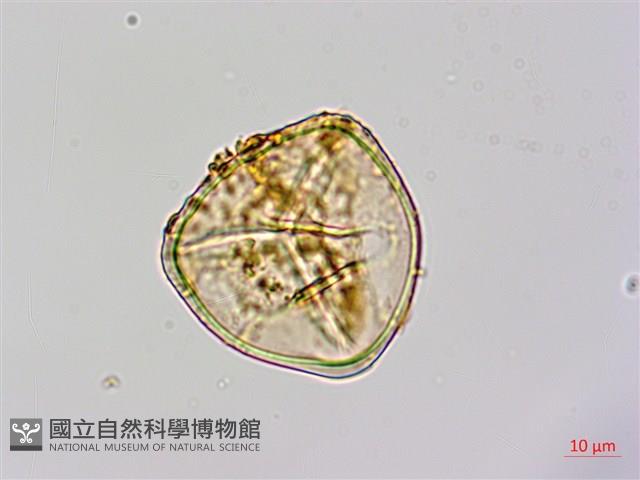 筆筒樹藏品圖，第3張