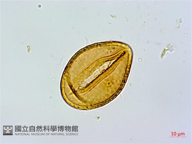 坡生蹄蓋蕨藏品圖，第3張