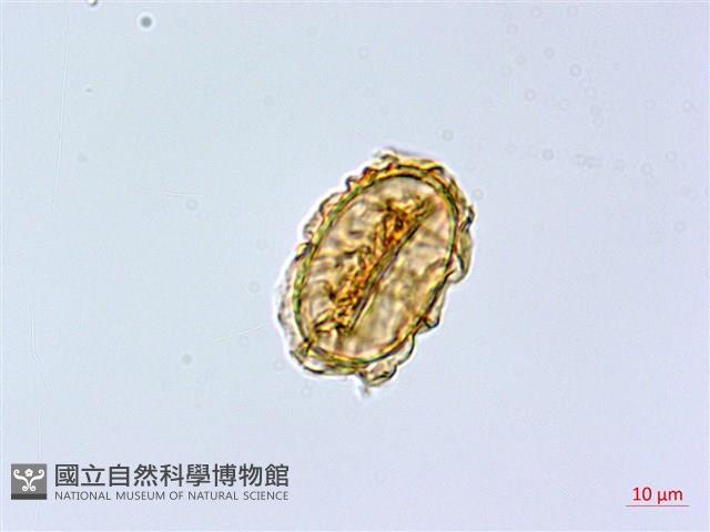 三角葉假冷蕨藏品圖，第4張