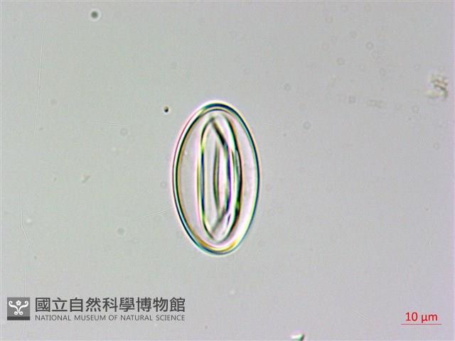 陰地三叉蕨藏品圖，第3張