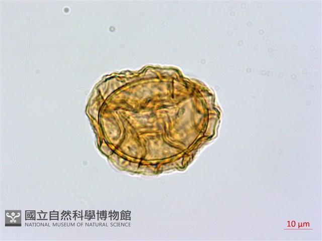 亞德氏蹄蓋蕨、假冷蕨藏品圖，第4張