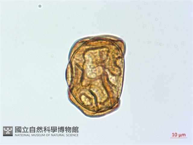 魚鱗蕨藏品圖，第4張