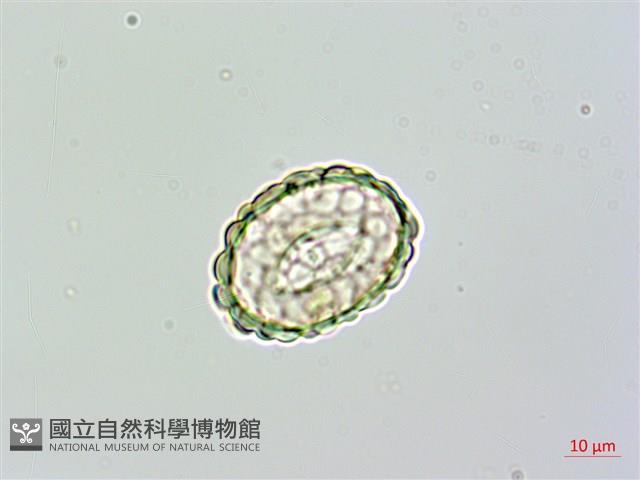 大葉骨碎補藏品圖，第3張