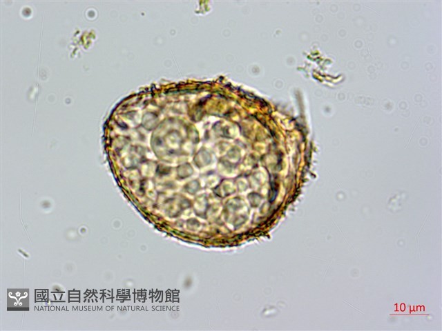 鬼桫欏藏品圖，第3張