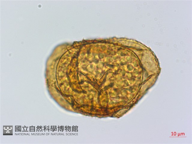 登錄號:P015720藏品圖，第3張