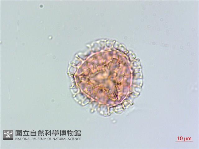 假石松藏品圖，第3張