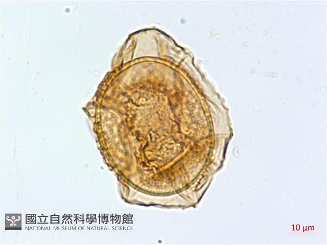 巢蕨藏品圖，第4張
