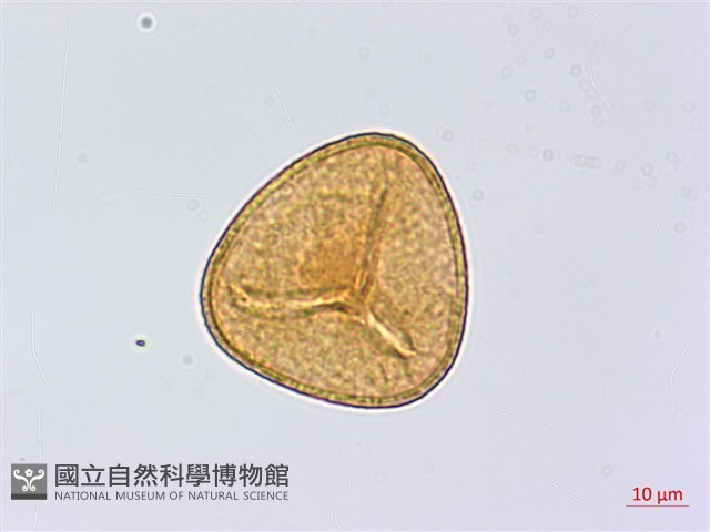 南嶺鳳丫蕨藏品圖，第4張