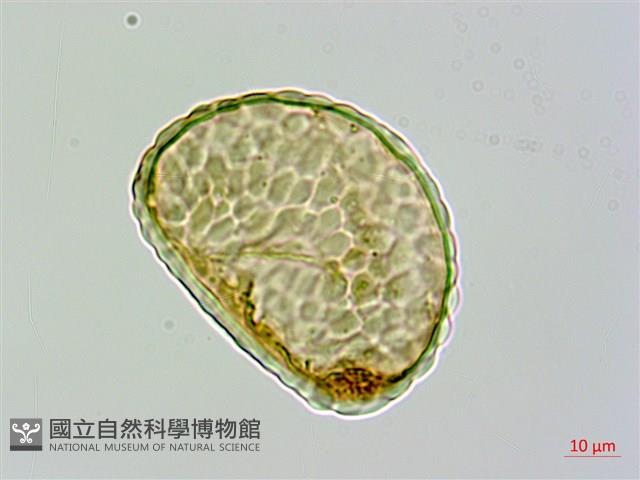 圓蓋陰石蕨藏品圖，第4張