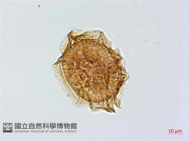 小葉鐵角蕨藏品圖，第4張