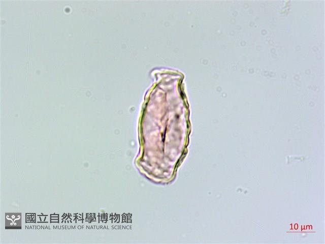 長柄千層塔藏品圖，第3張
