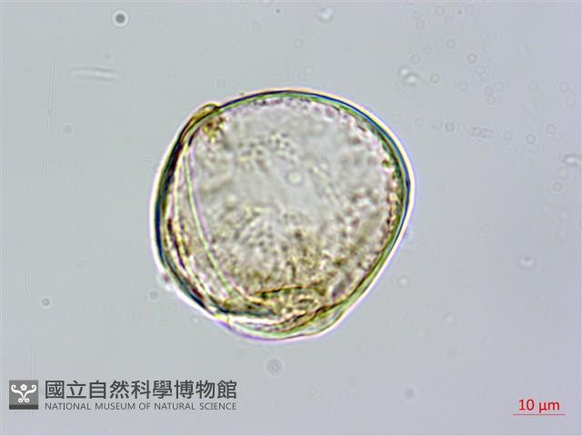 台灣桫欏藏品圖，第3張