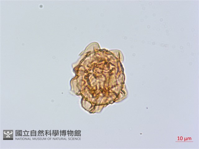 大葉貫眾蕨藏品圖，第3張
