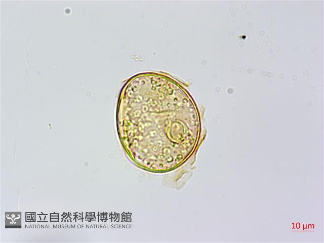 烏毛蕨藏品圖，第3張