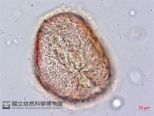 東方狗脊蕨藏品圖，第4張