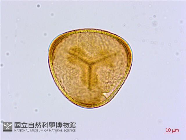 毛葉鐵線蕨藏品圖，第3張