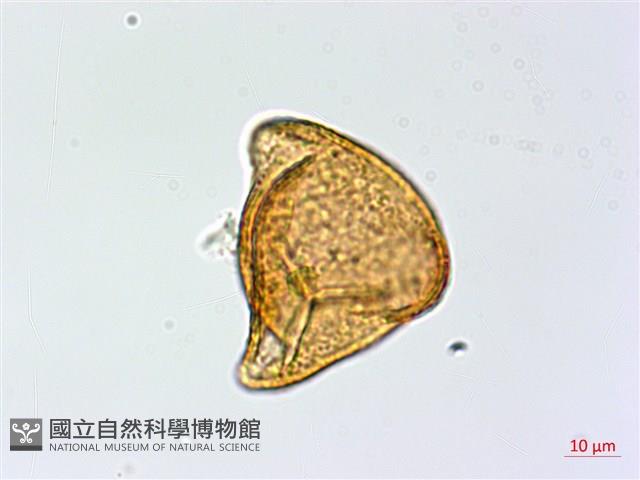 Accession Number:P003390 Collection Image, Figure 4, Total 8 Figures