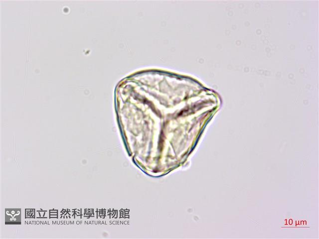 燕尾蕨藏品圖，第4張