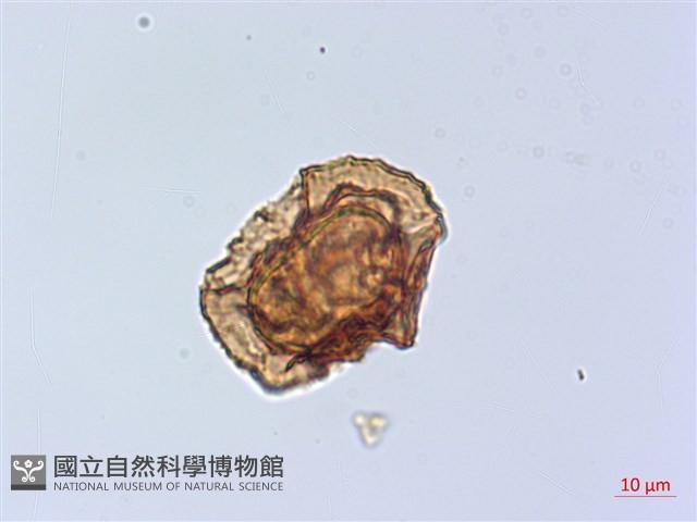 長尾複葉耳蕨藏品圖，第4張