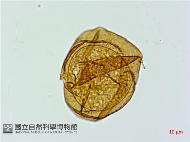 登錄號:P020030藏品圖，第3張