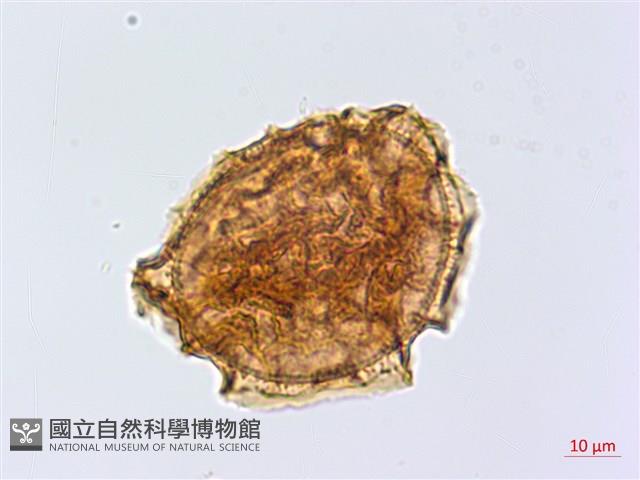 銀杏葉鐵角蕨藏品圖，第3張