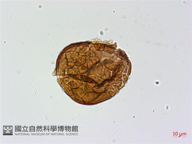 華北粉背蕨藏品圖，第4張