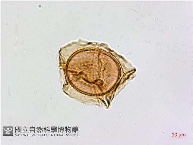 南海鐵角蕨藏品圖，第4張