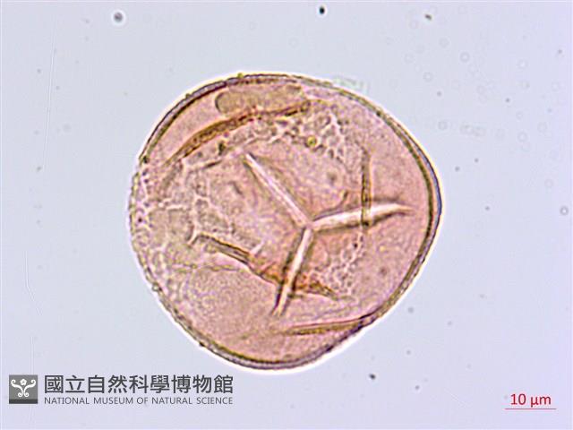 扇葉鐵線蕨藏品圖，第3張