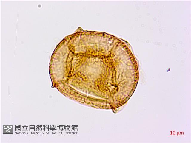 崇澍蕨藏品圖，第4張