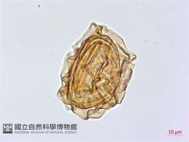 廣葉深山雙蓋蕨藏品圖，第3張