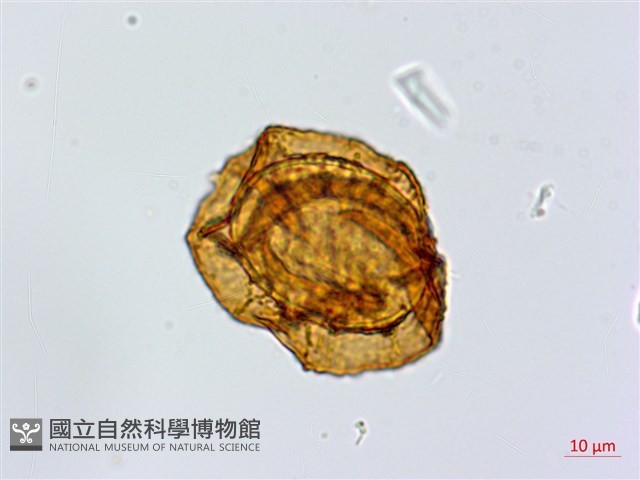細葉複葉耳蕨藏品圖，第4張
