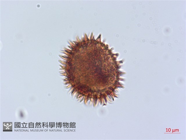頂囊肋毛蕨藏品圖，第4張