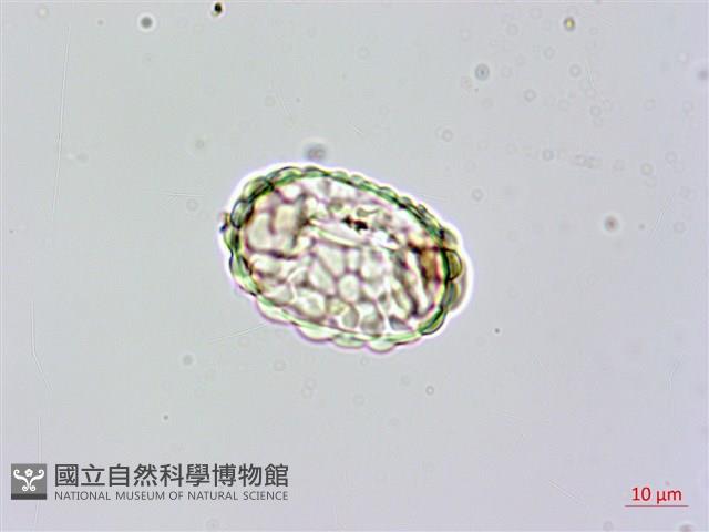 台灣小膜蓋蕨藏品圖，第4張