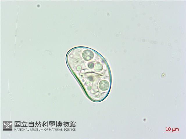 雙扇蕨藏品圖，第4張