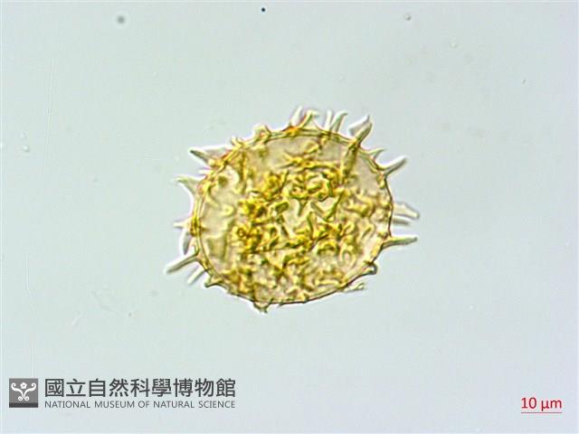 單葉雙蓋蕨藏品圖，第4張