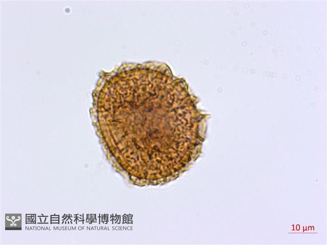 相似鐵角蕨藏品圖，第4張