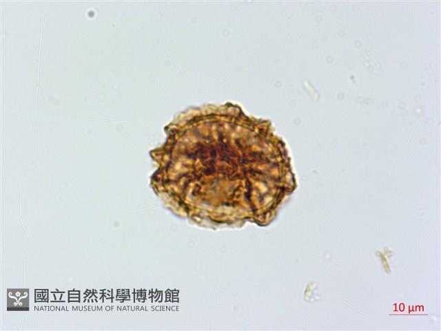 鐵角蕨藏品圖，第4張