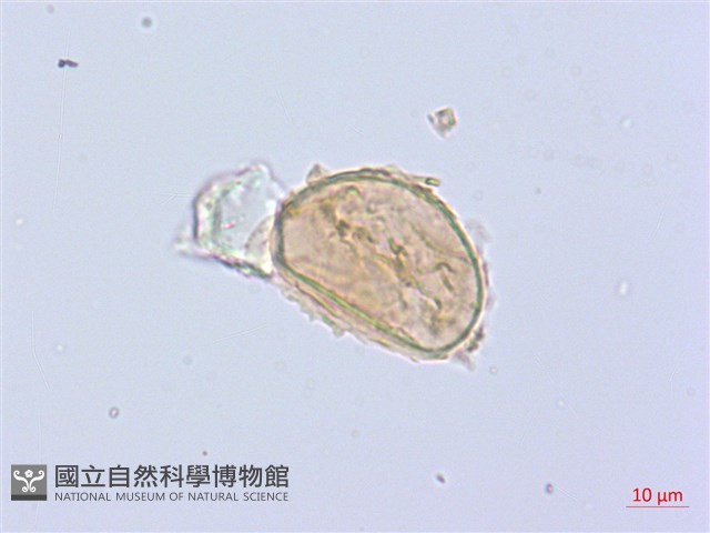 廣葉鋸齒雙蓋蕨藏品圖，第3張