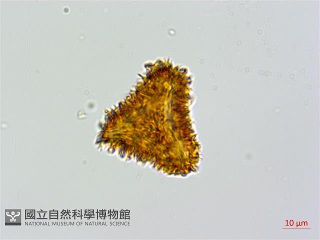 登錄號:P010021藏品圖，第4張