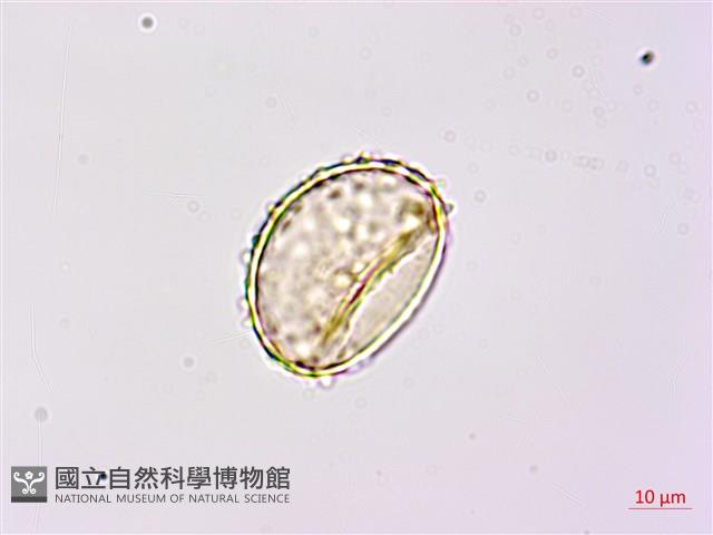 登錄號:P020521藏品圖，第3張