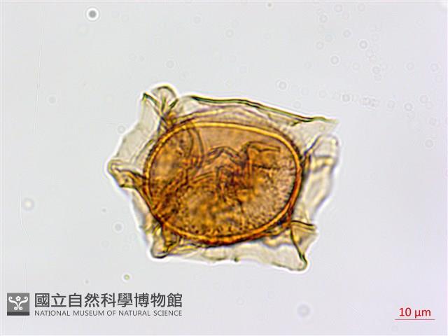 劍葉鐵角蕨、箭葉鐵角蕨藏品圖，第3張