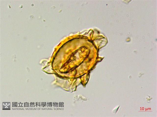 蛇脈三叉蕨藏品圖，第4張