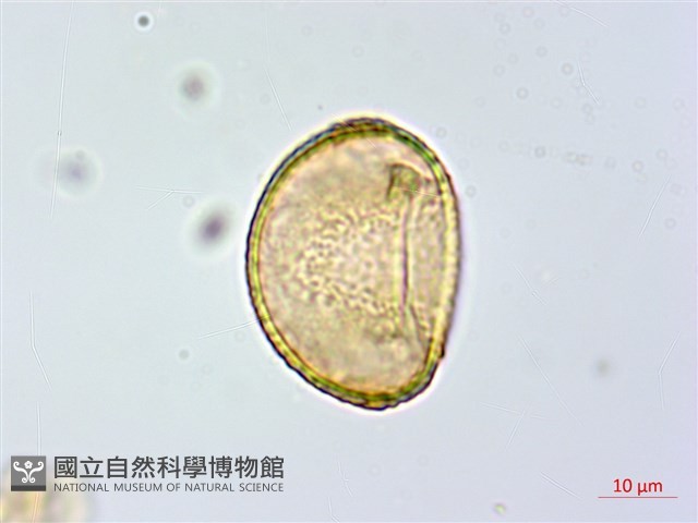 修株蹄蓋蕨藏品圖，第4張