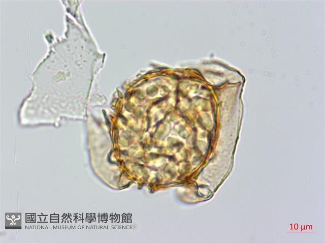 愛德氏肋毛蕨藏品圖，第5張