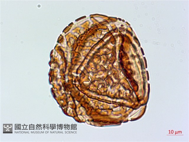 粉葉蕨藏品圖，第4張
